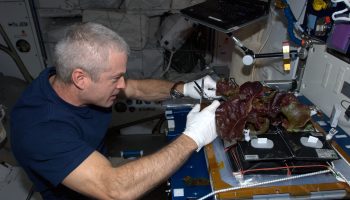 Steve Swanson caring for our salads in the Veggie experiment. Credits: ESA/NASA