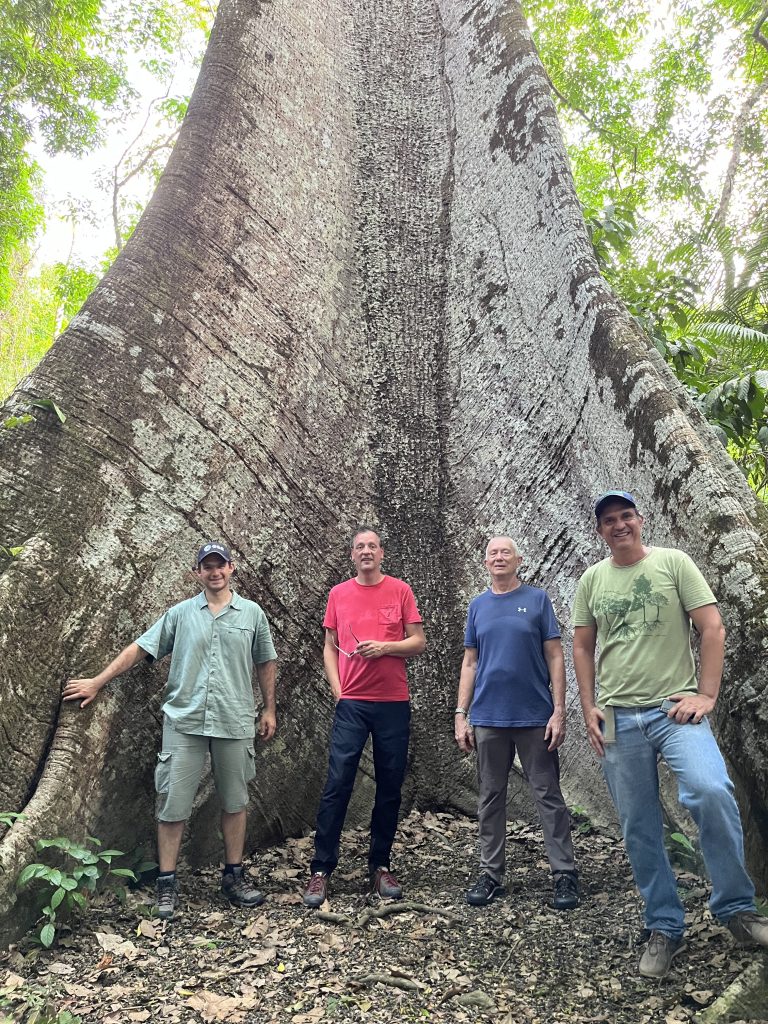 Huge Amazon tree. (credits: ESA)