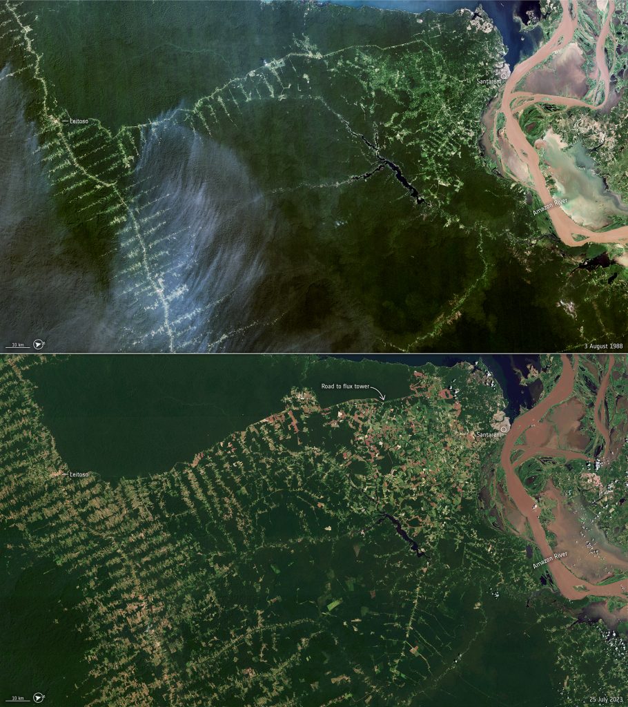 Difference in forest cover between 1989 (top) from Landsat and 2022 (bottom) from Copernicus Sentinel-2. The bottom image also shows the road to the flux tower that will be used during the campaign. (credits: Top: USGS/Landsat, processed by ESA; Bottom: contains modified Copernicus Sentinel data (2022), processed by ESA)