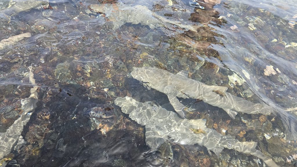 Baby sharks at the beach. (Max Planck Institute for Meteorology–U. Kirchner)