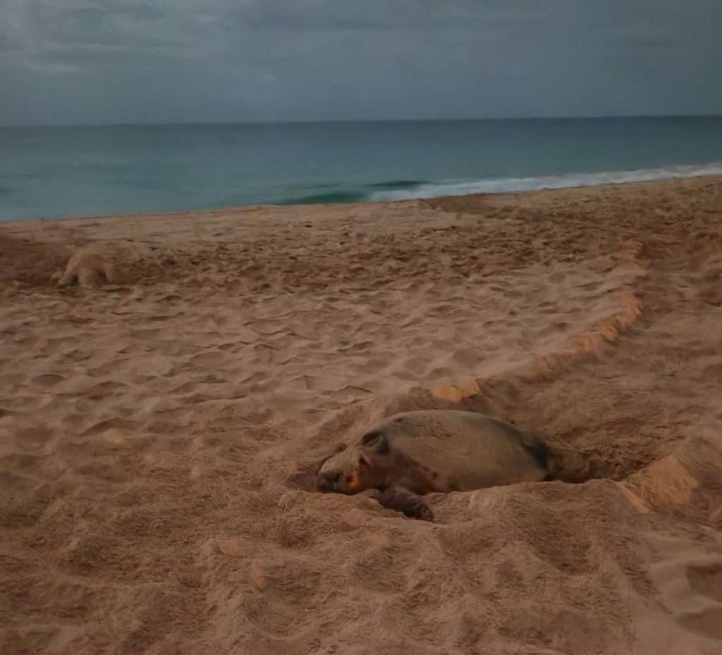 A turtle buried in the sand. (University of Oklahoma–J. Ruppert)