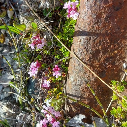 Greenland in bloom. (DTU Space-Klaus Nielsen)