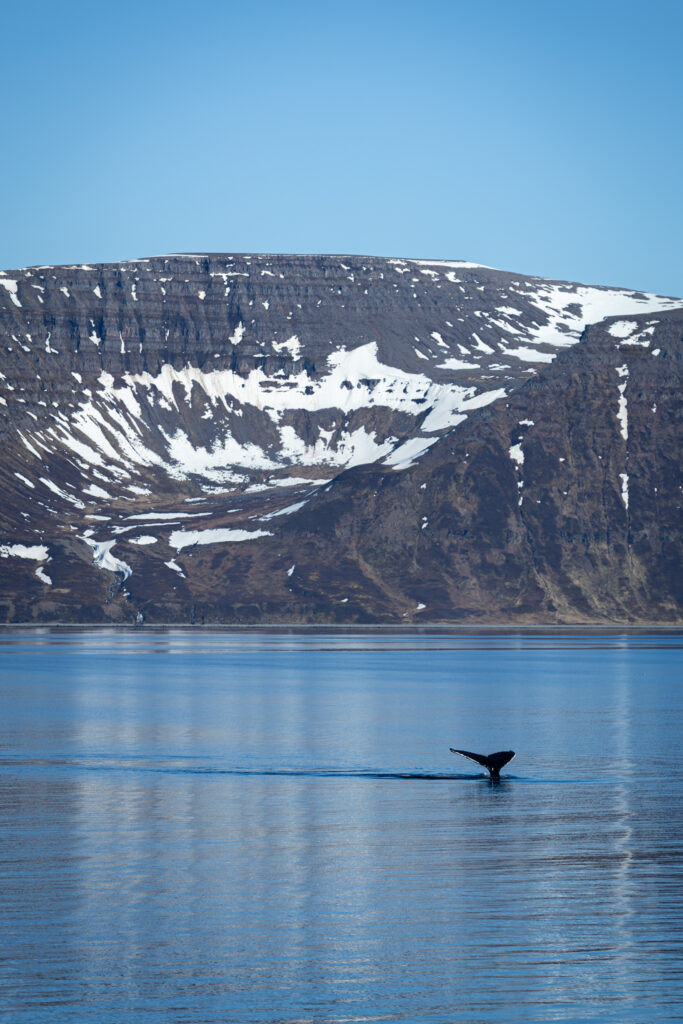 Another gift from nature when a humpback whale came and visited us in the bay, probably due to a high biomass of zooplankton. (Credit: Ocean Media Lab). The tail of a humpback whale is seen breaching the surface of a smooth blue ocean. Icy mountains of Iceland seen in the distance.