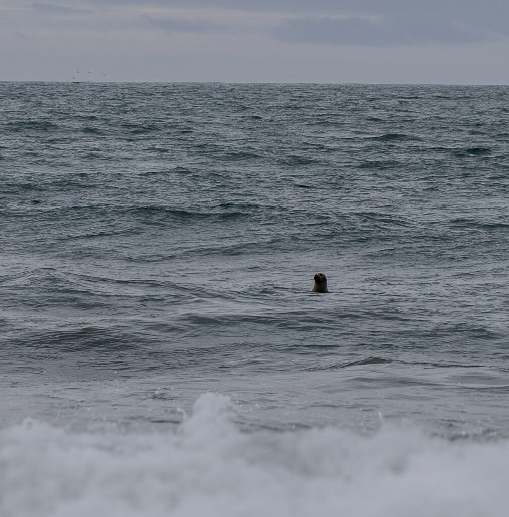 A watchful seal welcomed us to Iceland. A reminder that even brief encounters with marine life can leave a lasting impression. (Ocean Media Lab)