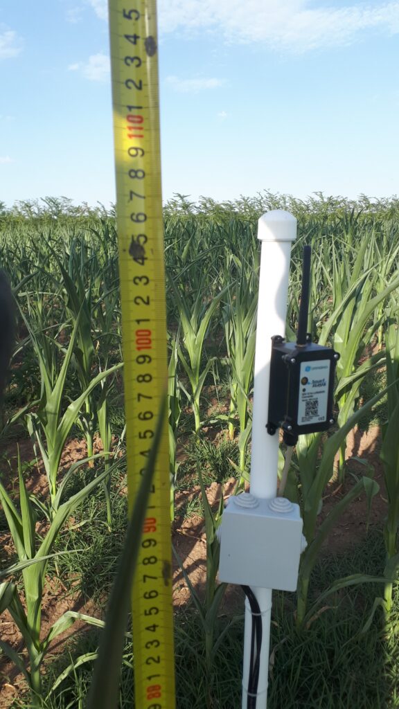 Plant height on 28 June 2024 (100 cm) and soil moisture probe. (Terrasigna)