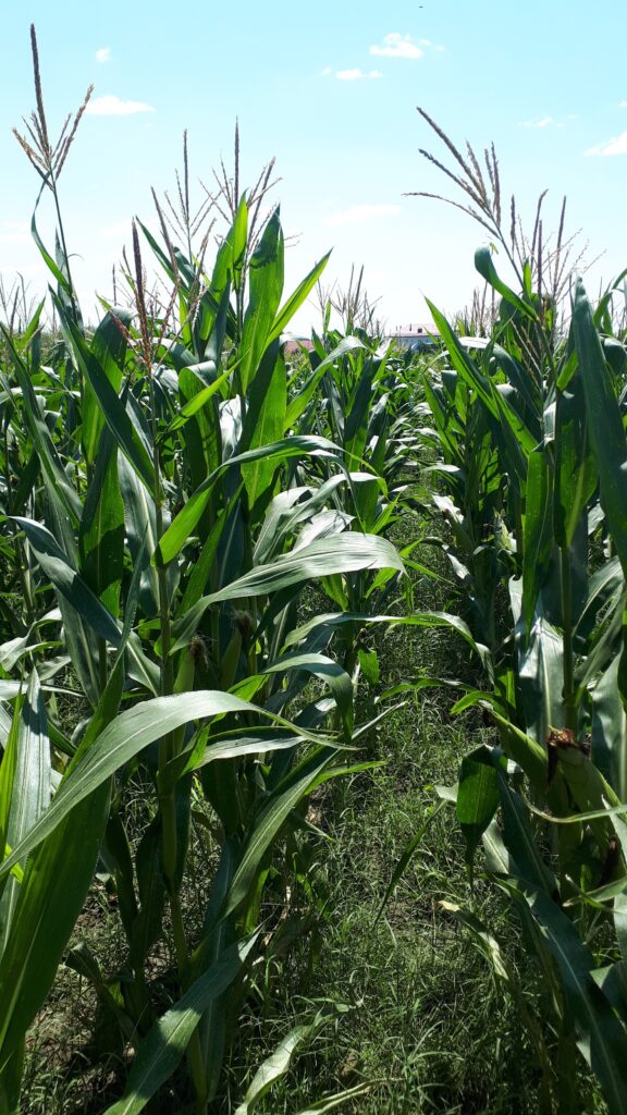 Crops in July 2024. (Terrasigna)