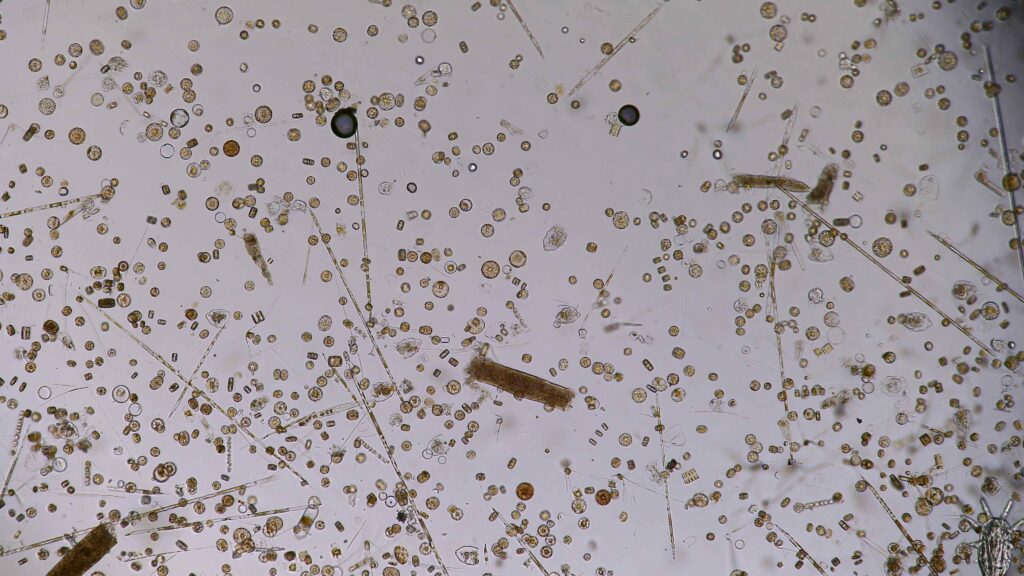 Station 8: Phytoplankton diversity showing a majority of single centric diatoms with few pennare species.