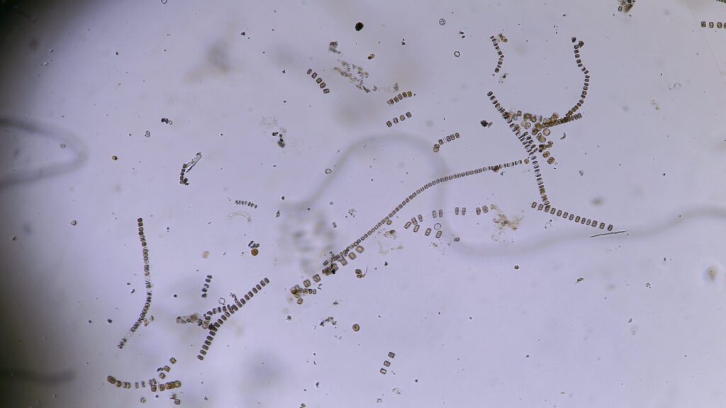 Station 9: Chain forming diatom Thalassiosira found at the station.