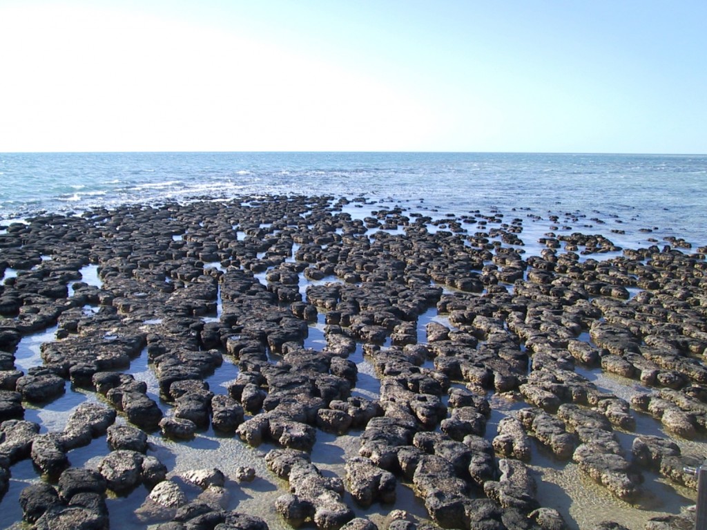 Stromatolites formed by cyanobacteria in Australia.
