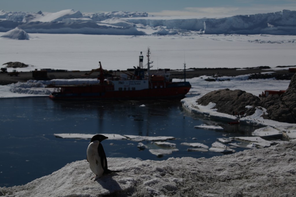 Adelie Penguin and Astrolabe