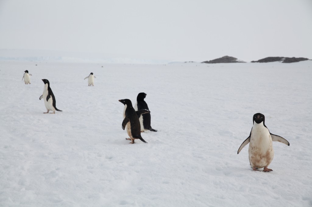 Adelie penguins taken en route to Concordia. Credits: A. Kumar