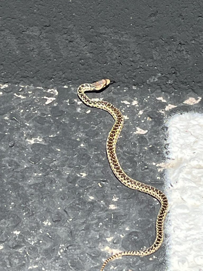 A snake outside. (ESA)