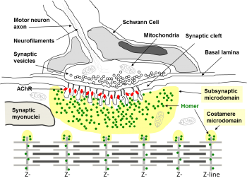 Human Neuromuscular Junction. Credits: Salanova, Volpe, Blottner, IUBMB Life (2013)