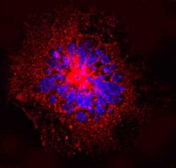 Endothelial cell. In ded: immunolabelling of vimentin. In blue : nuclear DNA stained with DAPI. Credits: Scuola Superiore Sant’Anna, Pisa, Italy